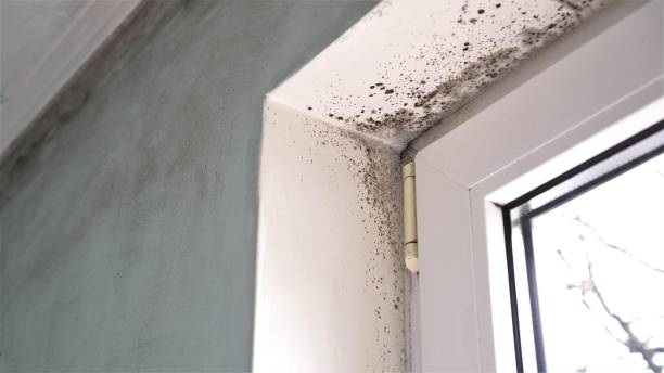 Best Black Mold Remediation in Wilmington, OH