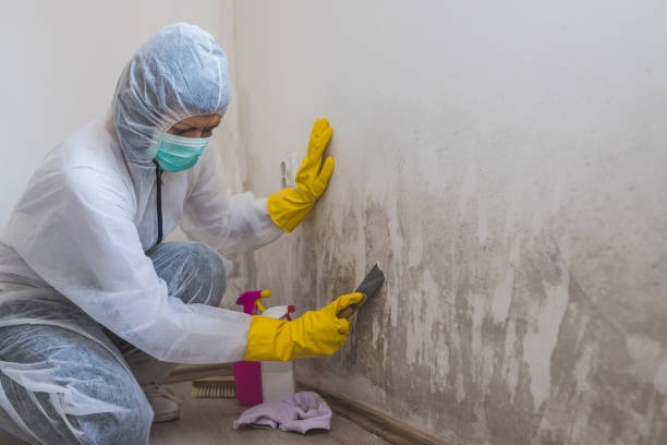 Best Basement Mold Remediation in Wilmington, OH