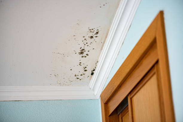 Best Industrial Mold Remediation in Wilmington, OH