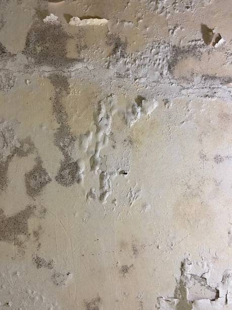 Best Post-Flood Mold Remediation in Wilmington, OH