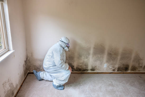 Best HVAC Mold Remediation in Wilmington, OH