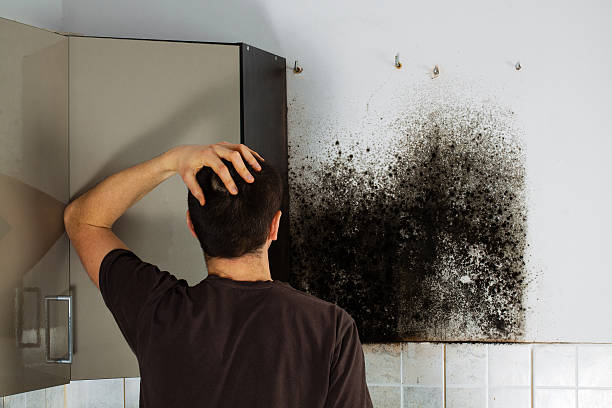 Best Residential Mold Remediation in Wilmington, OH