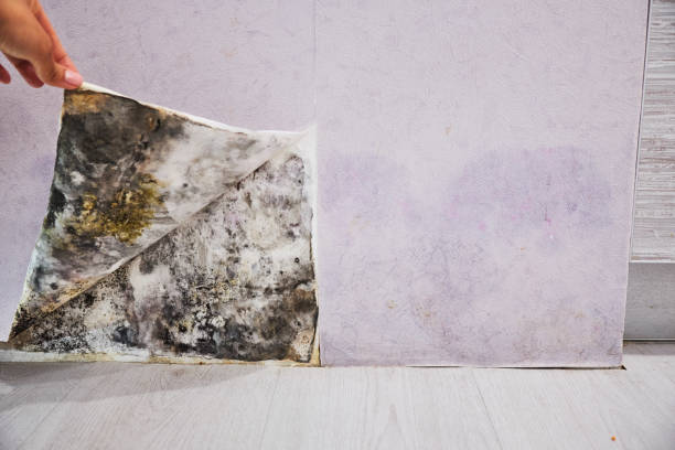 Best Basement Mold Remediation in Wilmington, OH